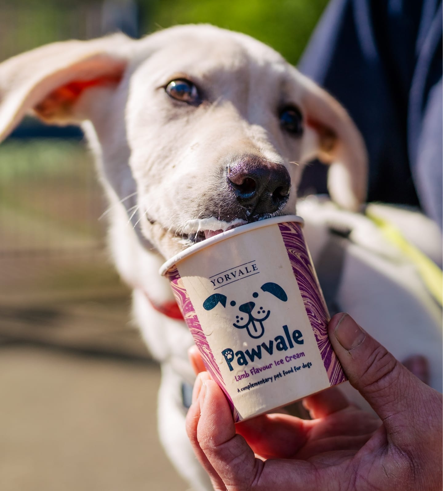 Pawvale Chicken flavoured dog-friendly ice cream 120ml