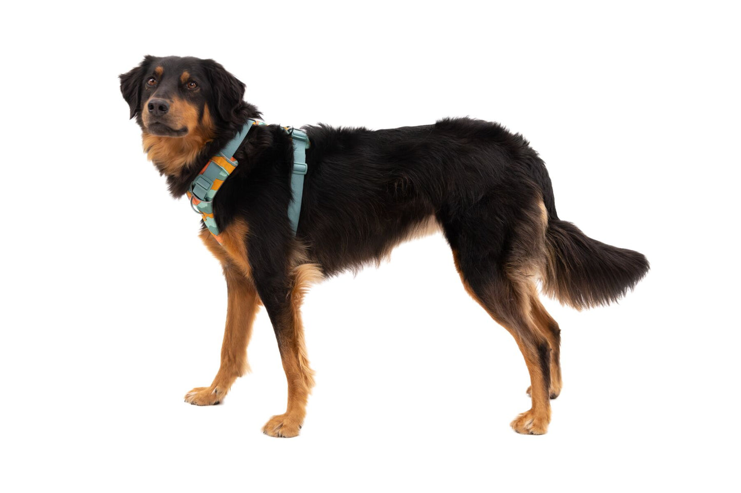 Ruffwear Front Range Harness