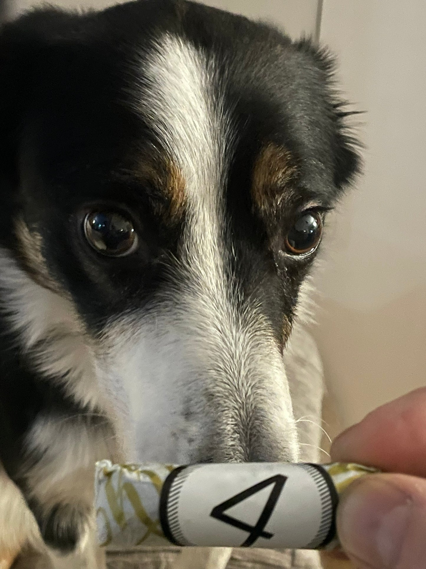 Advent Calendar Deluxe 2025 by Dog Envy