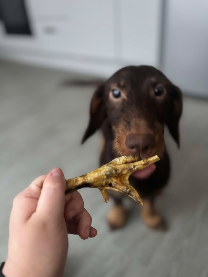 Advent Calendar Deluxe 2025 by Dog Envy