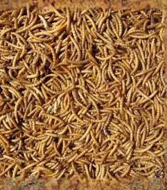 mealworms  300g