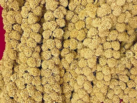 Millet Spray 10 piece